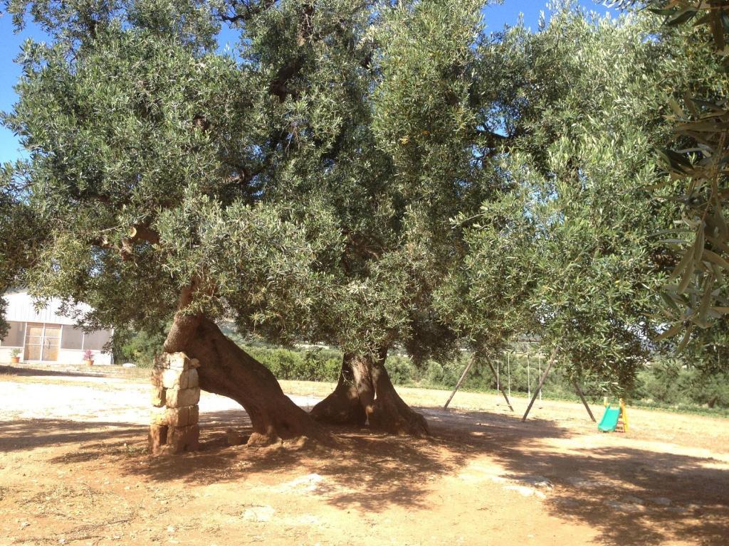 Masseria Casamassima Agriturismo Ostuni Exterior foto